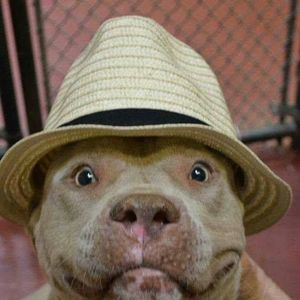 Meet your Posher, Dan